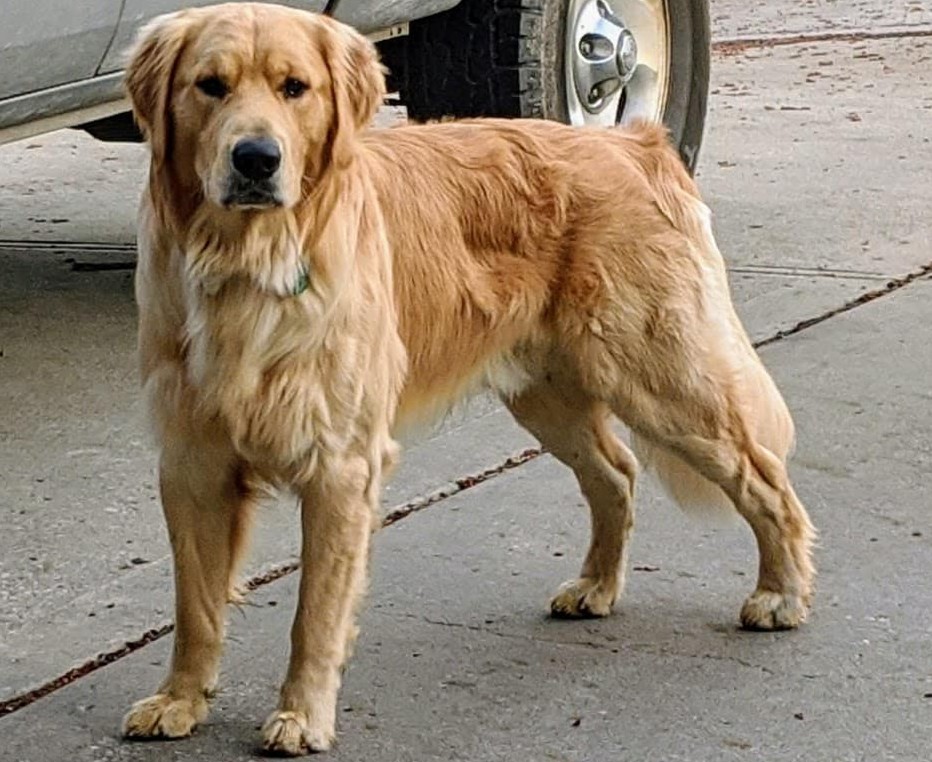 Golden Retriever detail