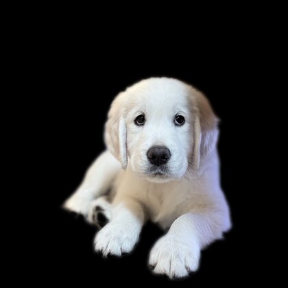 Golden Retriever puppy